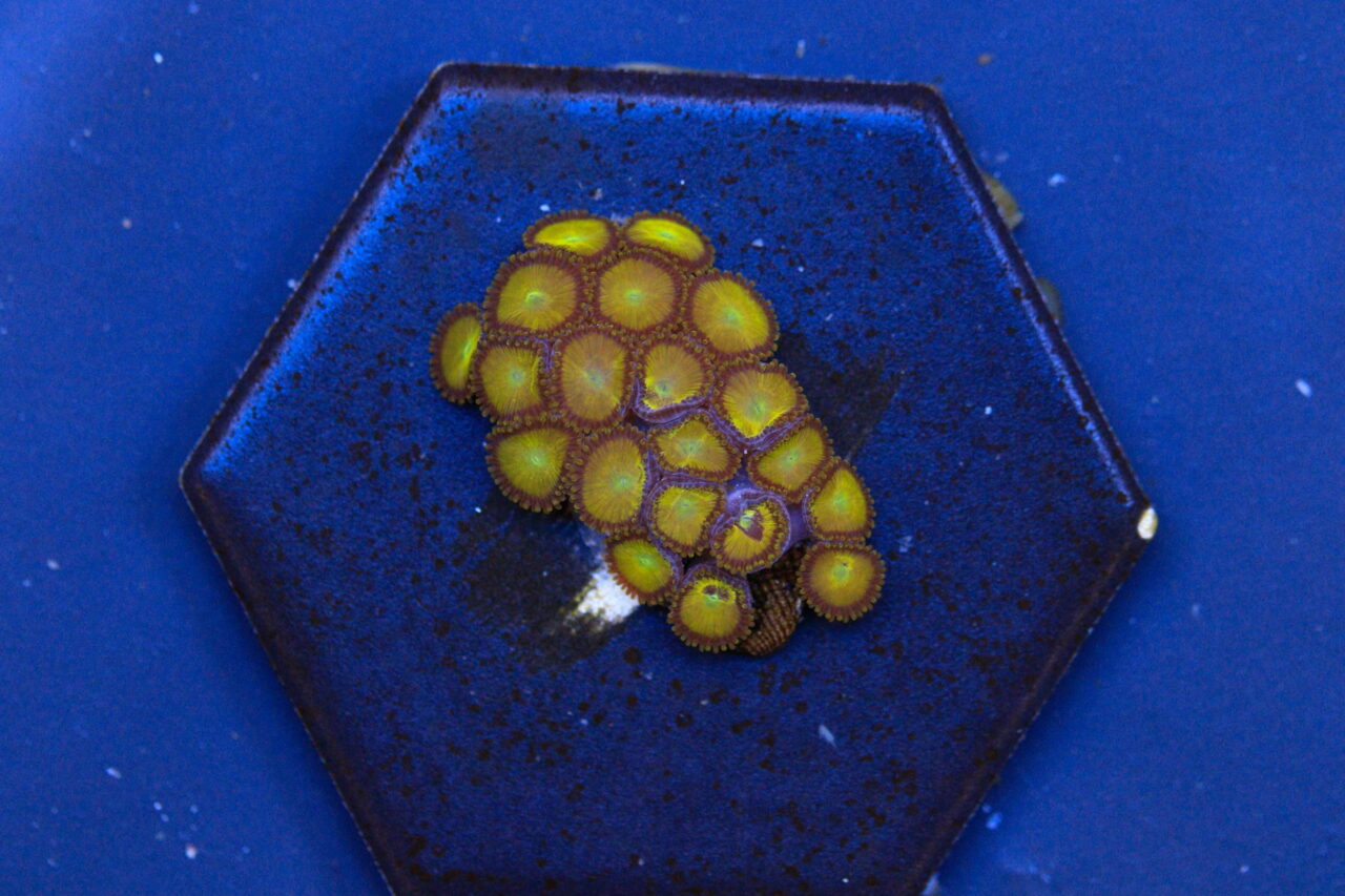 Australian Coral Sales - Gold Zoo's